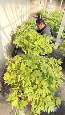 高度20厘米牡丹