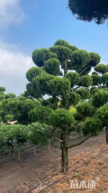 高度4厘米龙柏柱