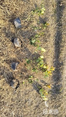 高度45厘米金森女贞小苗