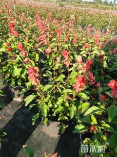 高度50厘米一串红