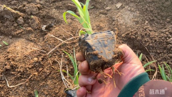 高度25厘米大花萱草