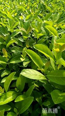 高度20厘米夹竹桃