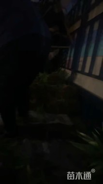 冠幅30厘米五色梅