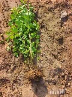 高度80厘米丁香