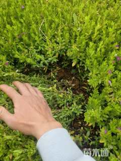 高度22厘米满天星