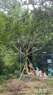 20公分造型紫薇