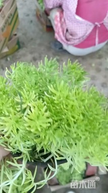 高度20厘米佛甲草