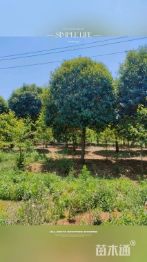 15公分大叶女贞