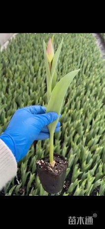 高度15厘米郁金香