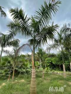 裸干高50厘米大王椰子