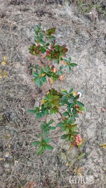 高度35厘米杜鹃