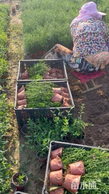 高度20厘米荷兰菊