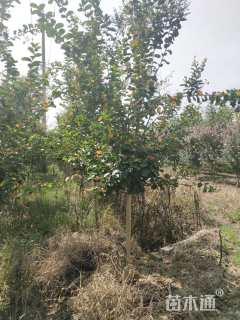 高度250厘米红花紫薇