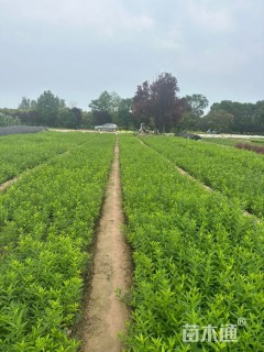 高度50厘米连翘小苗