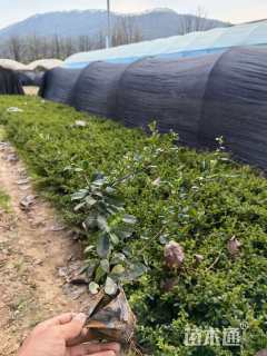 高度30厘米福建茶