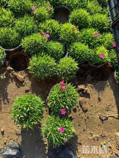 高度10厘米欧石竹