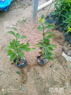 高度30厘米山管兰