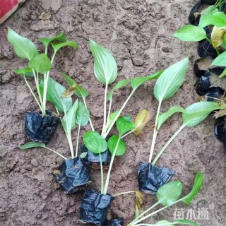 高度18厘米玉簪