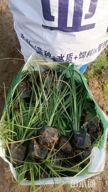 高度30厘米矮蒲苇