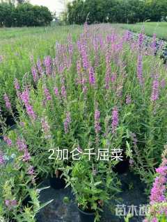 高度60厘米千屈菜