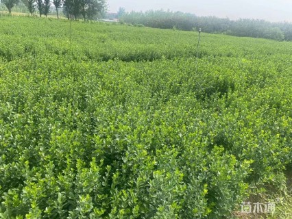 高度70厘米卫矛