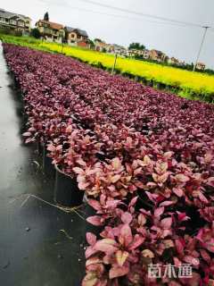 高度20厘米红莲子草