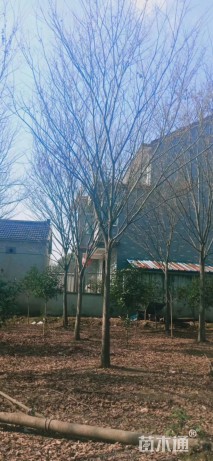 榉树