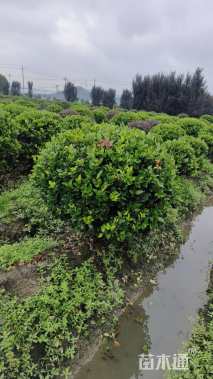 冠幅150厘米金森女贞球