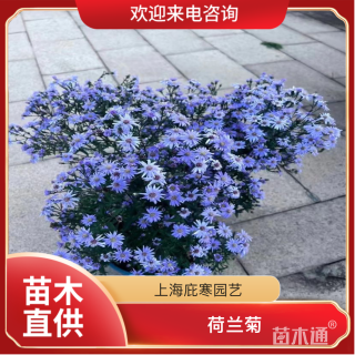 高度40厘米荷兰菊