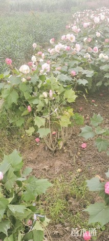 高度60厘米木芙蓉