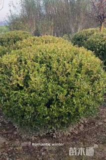 冠幅130厘米小叶黄杨球
