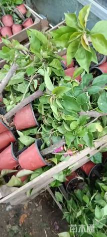 高度20厘米三角梅