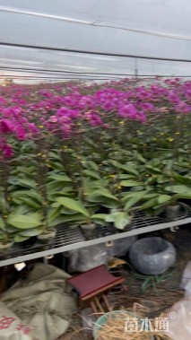 高度50厘米蝴蝶兰