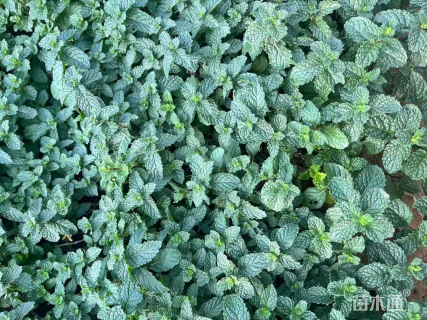 高度15厘米美国薄荷