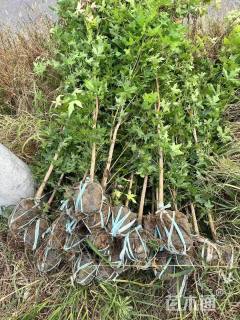 高度100厘米元宝枫小苗