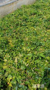 20厘米爬山虎