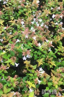 高度25厘米大花六道木