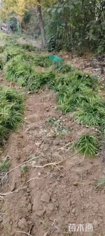 高度20厘米中叶麦冬