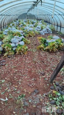 高度25厘米金森女贞