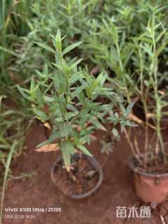 高度30厘米千屈菜