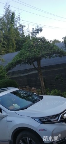 1公分造型赤楠