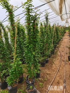 高度200厘米月季