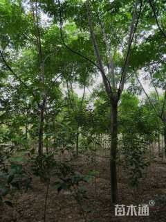 15公分黄山栾树