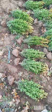 高度20厘米小叶黄杨