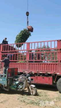 高度100厘米大叶黄杨