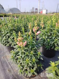 高度40厘米金鱼草