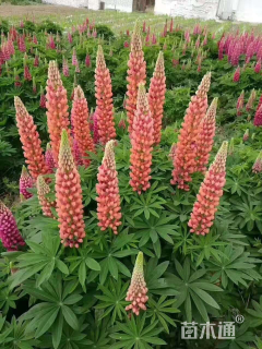 高度50厘米羽扇豆