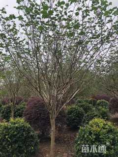 高度300厘米紫荆