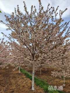 3公分普贤象樱花