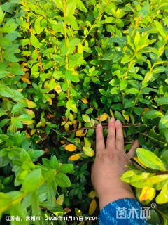 高度30厘米春鹃